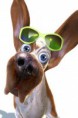 /album/bildgalleri/doggy-jpg/